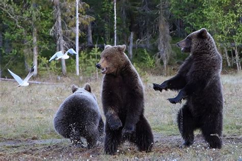 bären community auf vk